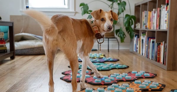 Free TV & Movies 2/7 | Science Experiments & Stylish Satire